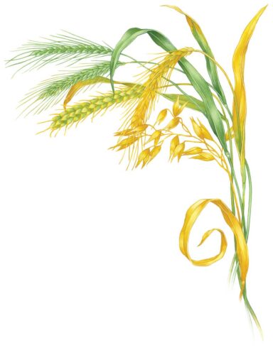 All About Growing Winter Grains